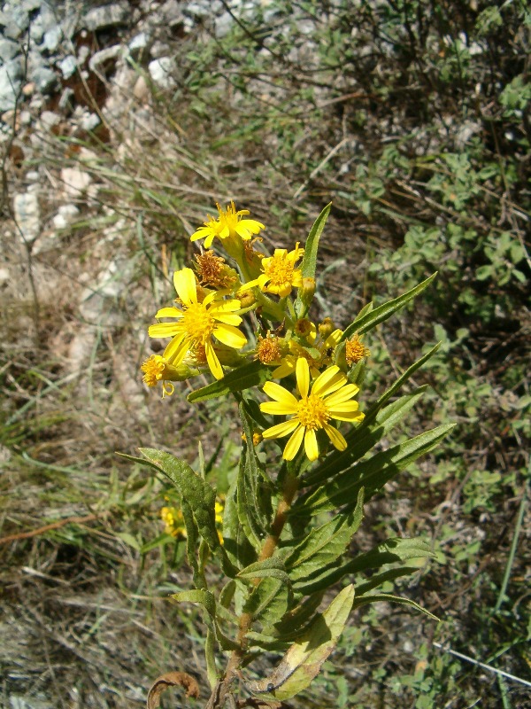 Dittrichia viscosa