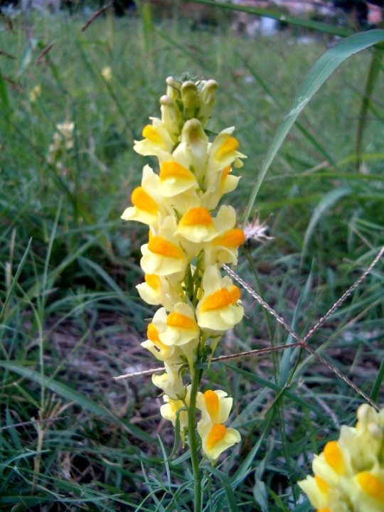 Linaria vulgaris / Linajola comune