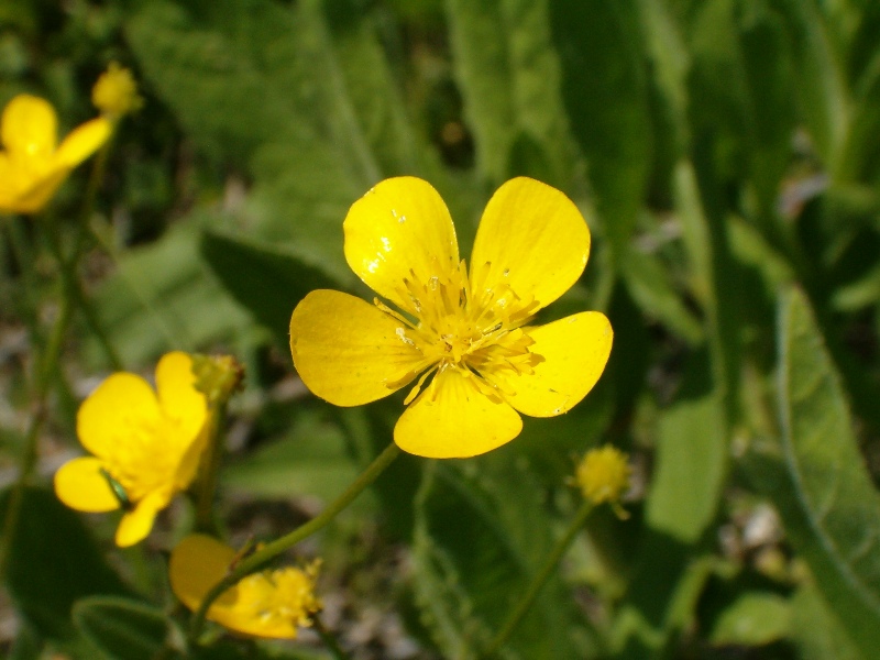 serie di fiori gialli: Ranunculus e Brassica?
