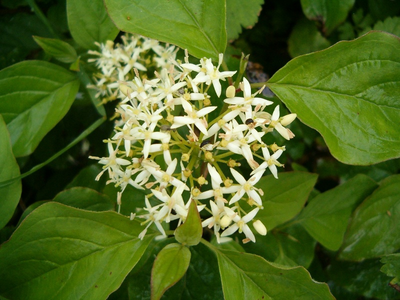 Cornus sanguinea / Corniolo sanguinello