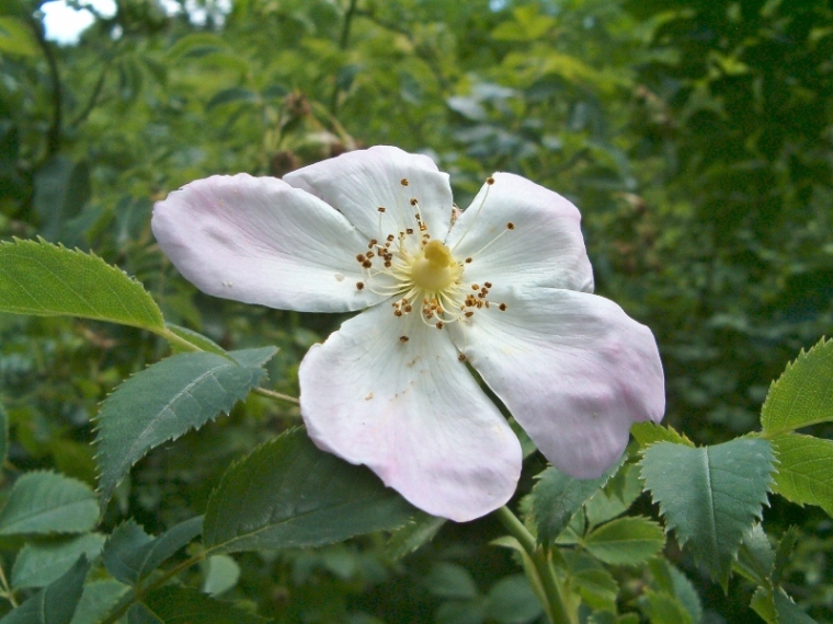 rosa canina ?
