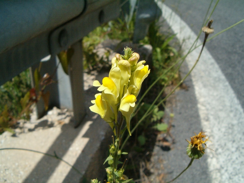 Parentucellia viscosa e Linaria vulgaris