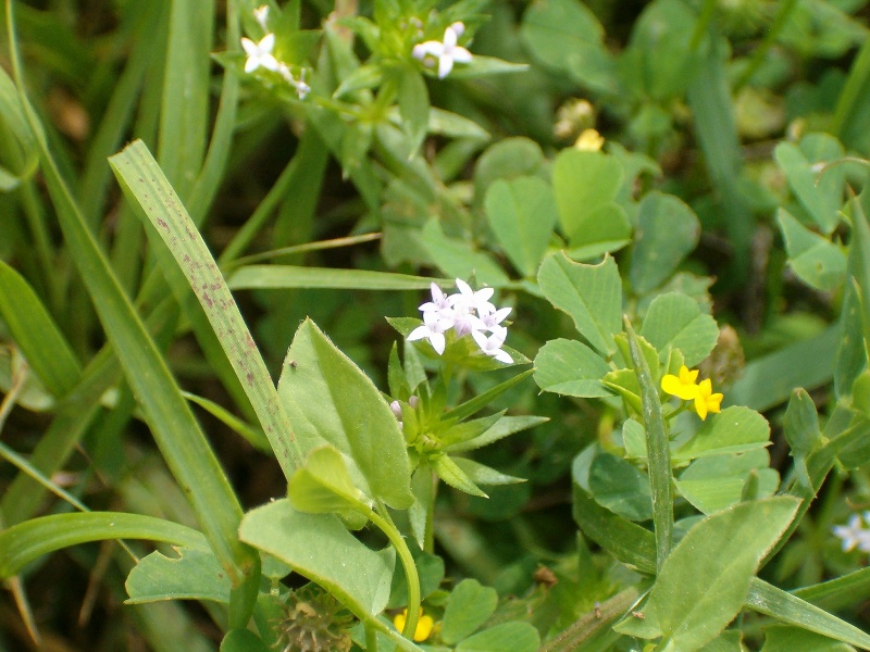 Sherardia arvensis / Toccamano