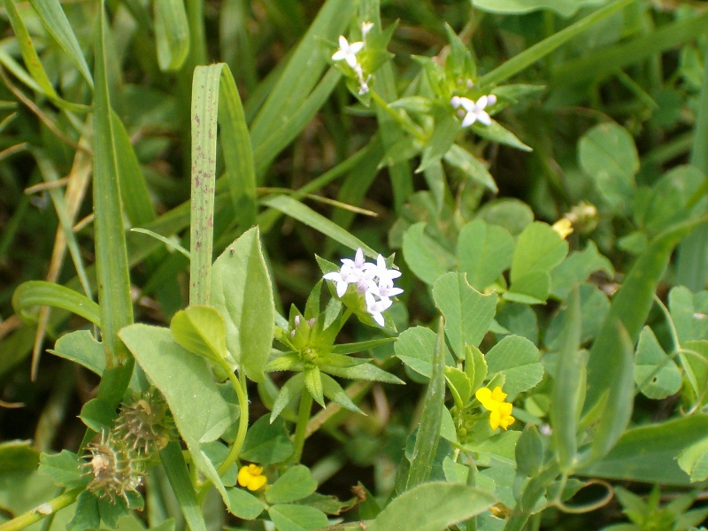 Sherardia arvensis / Toccamano