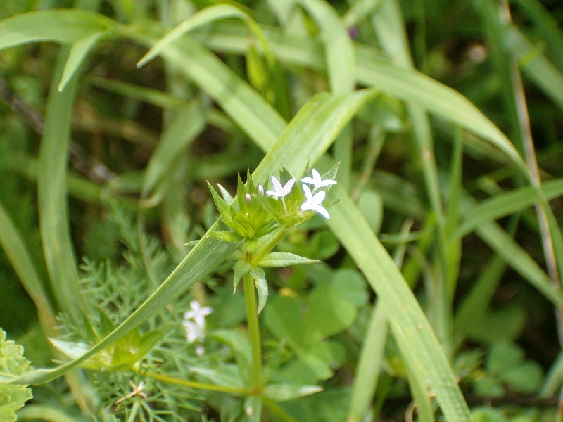 Sherardia arvensis / Toccamano