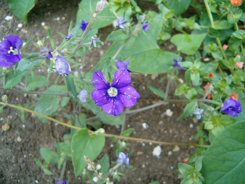 Legousia speculum veneris