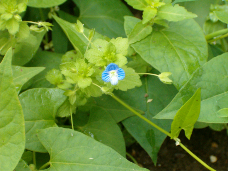 veronica persica