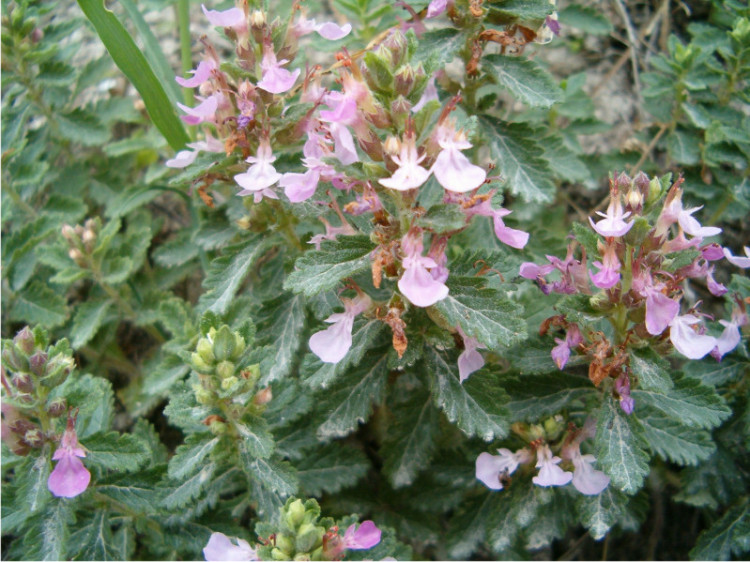 Teucrium chamaedrys