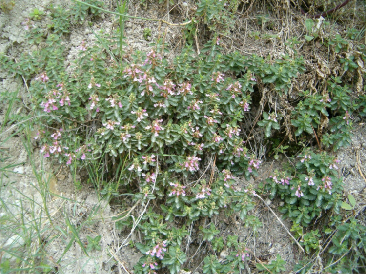 Teucrium chamaedrys