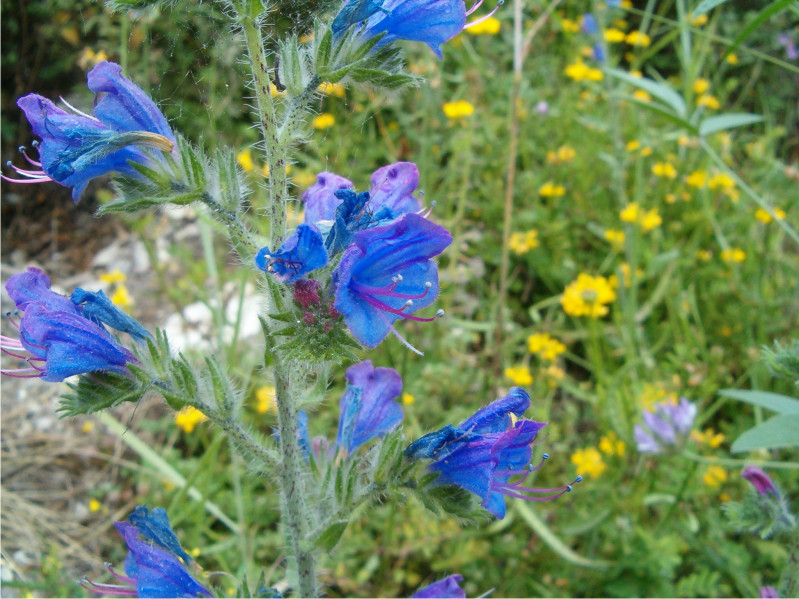 Echium plantagineum