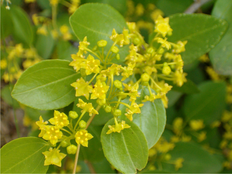 Paliurus spina-christi / Marruca