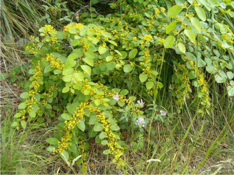 Paliurus spina-christi / Marruca
