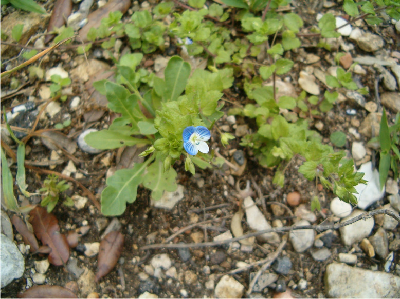 veronica persica