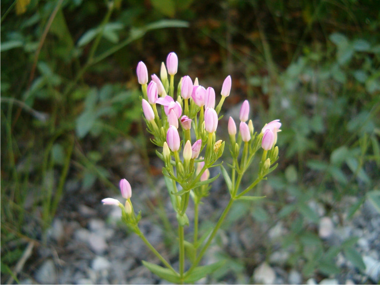 Centaurium erythraea