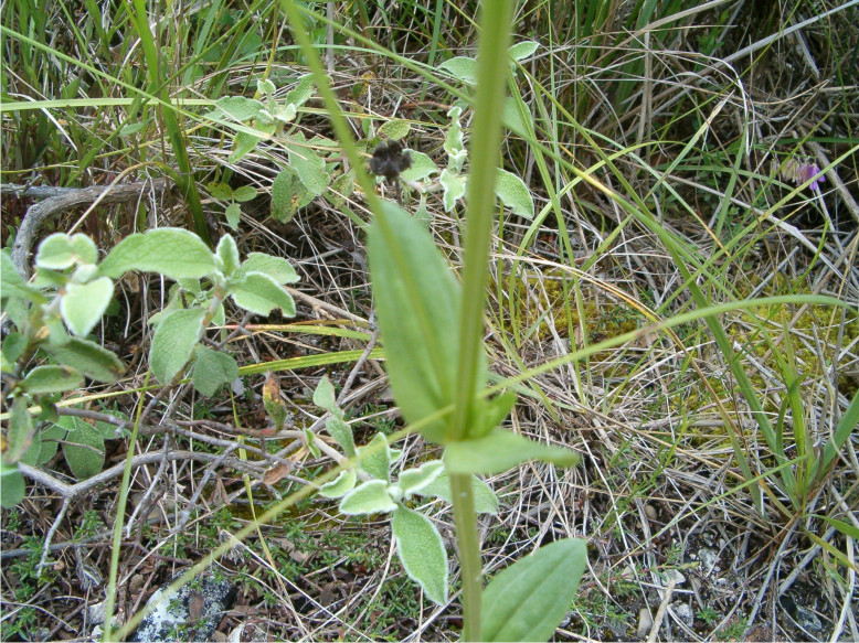Centaurium erythraea