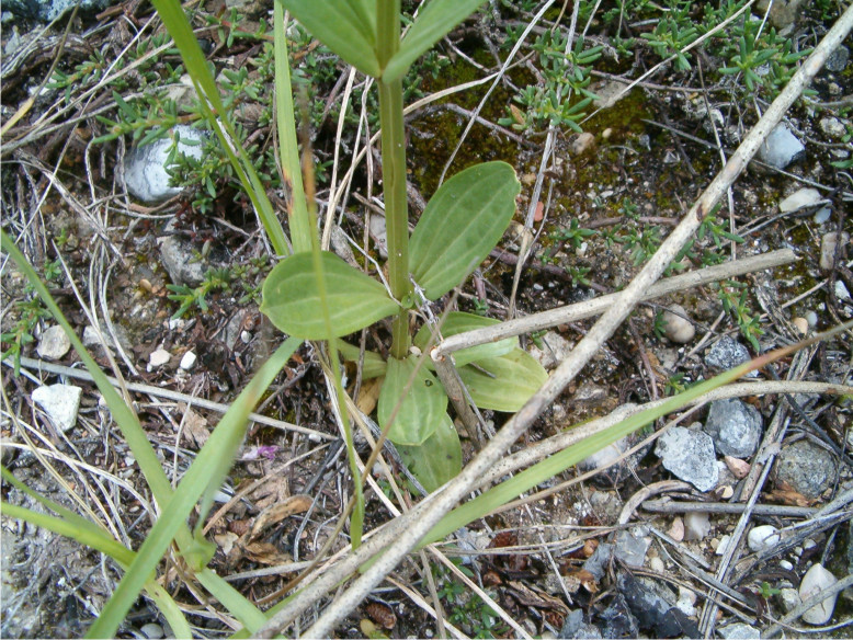 Centaurium erythraea