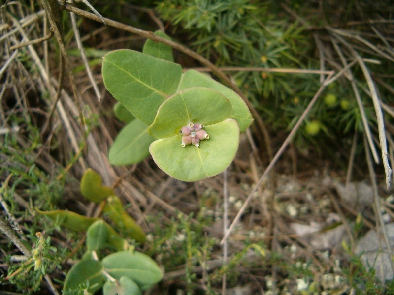 Lonicera implexa