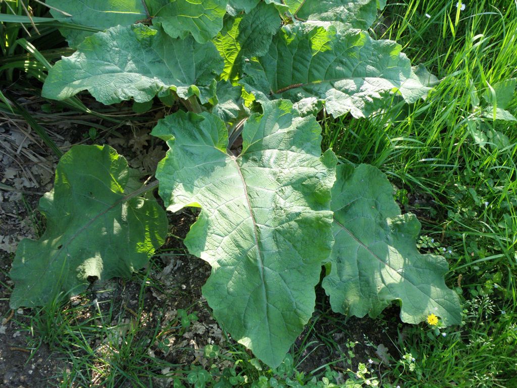 Insalatona - cfr. Arctium sp.