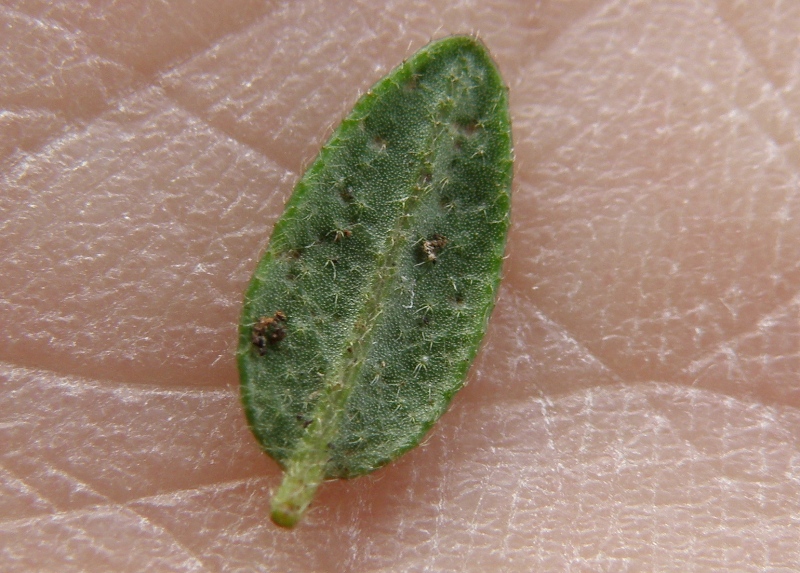 Helianthemum cfr. nummularium