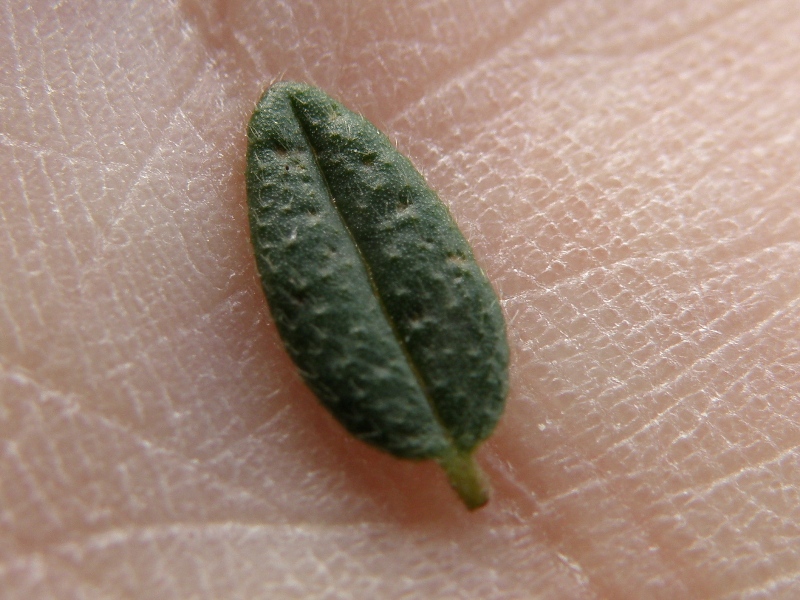 Helianthemum cfr. nummularium