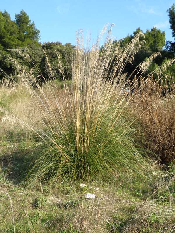 Ampelodesmos mauritanicus / Ampelodesma mauritanico