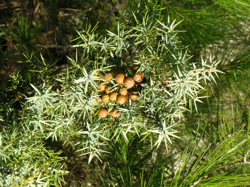 Juniperus oxycedrus / Ginepro ossicedro