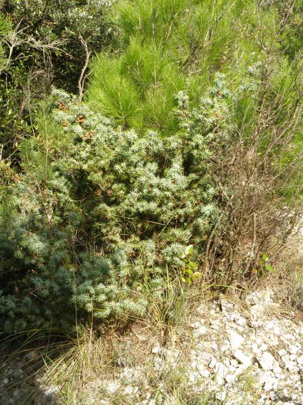 Juniperus oxycedrus / Ginepro ossicedro