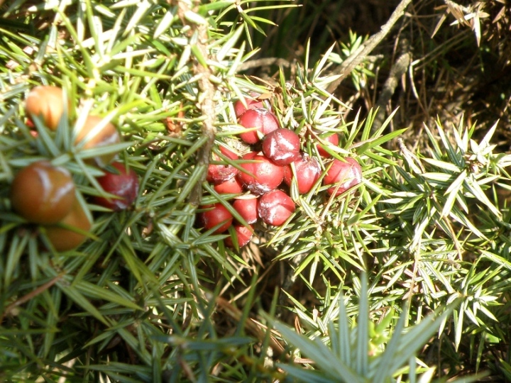 Juniperus oxycedrus / Ginepro ossicedro