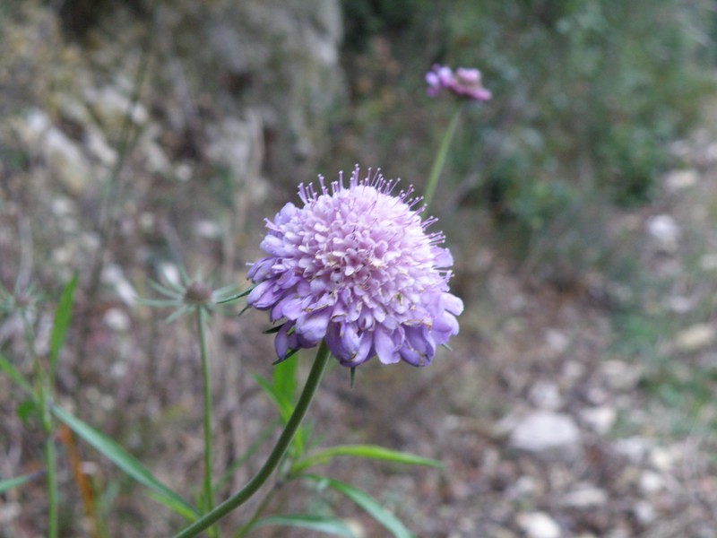 Knautia cfr. calycina