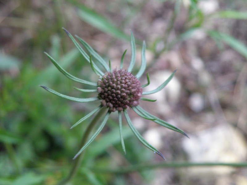 Knautia cfr. calycina