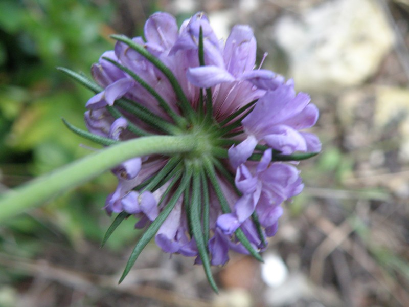 Knautia cfr. calycina