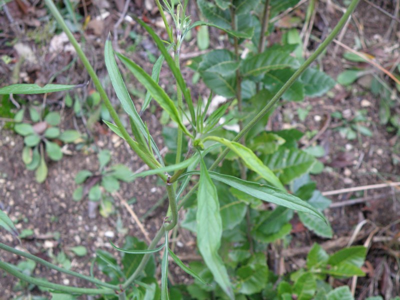 Knautia cfr. calycina