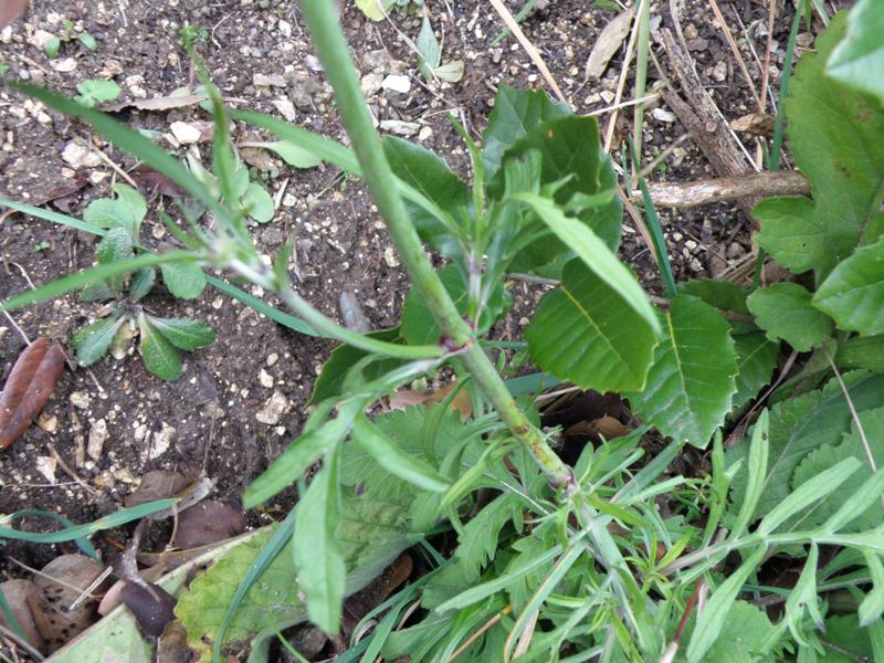 Knautia cfr. calycina