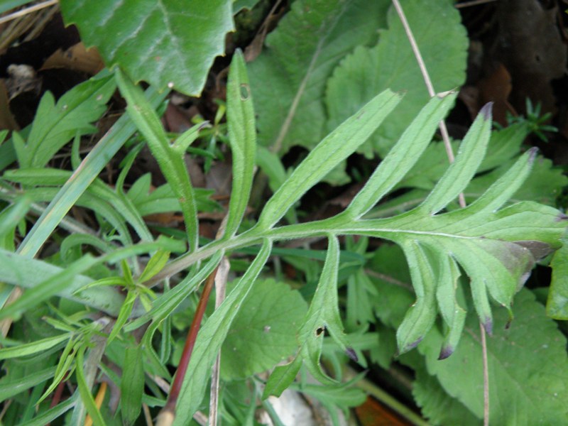 Knautia cfr. calycina