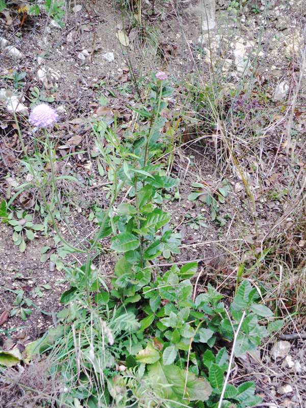 Knautia cfr. calycina