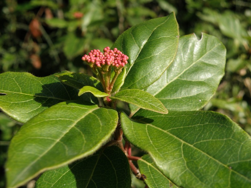 Viburnum tinus / Viburno-tino