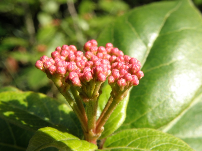 Viburnum tinus / Viburno-tino