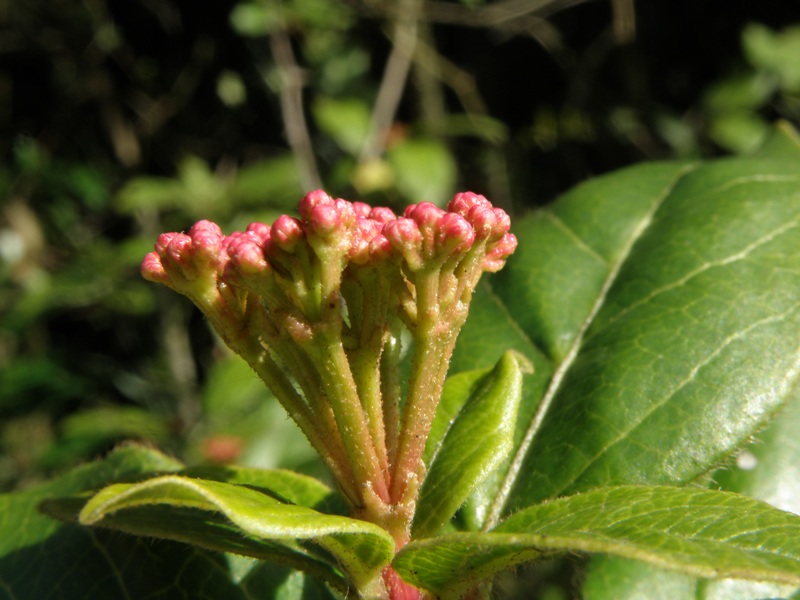 Viburnum tinus / Viburno-tino