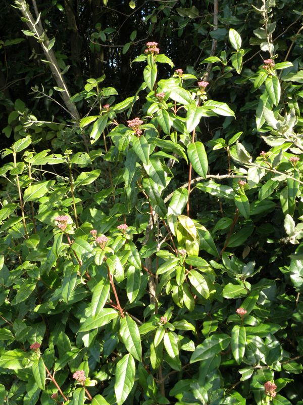 Viburnum tinus / Viburno-tino