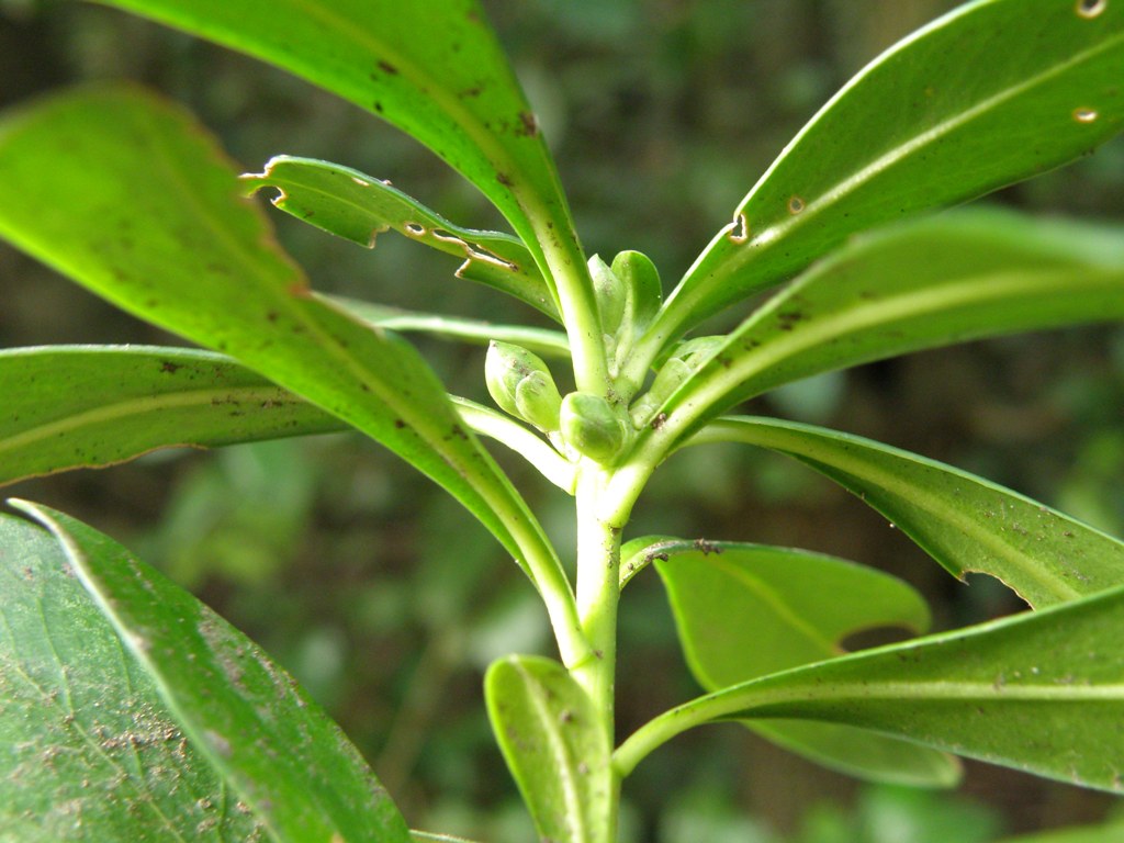 Daphne laureola e cinghialetto...