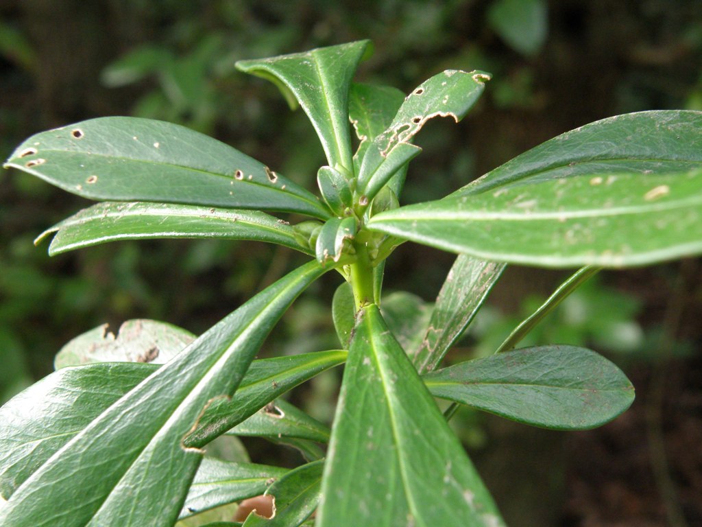Daphne laureola e cinghialetto...