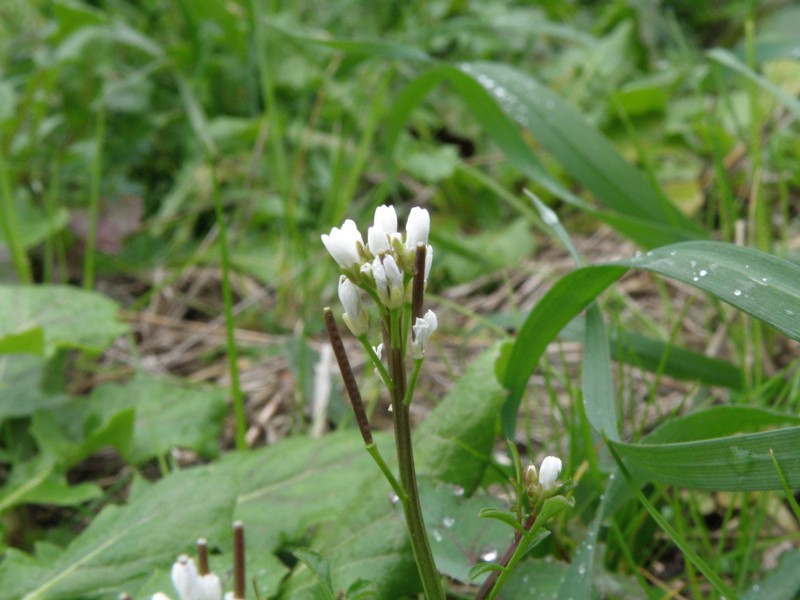 Cardamine hirsuta / Billeri primaticcio