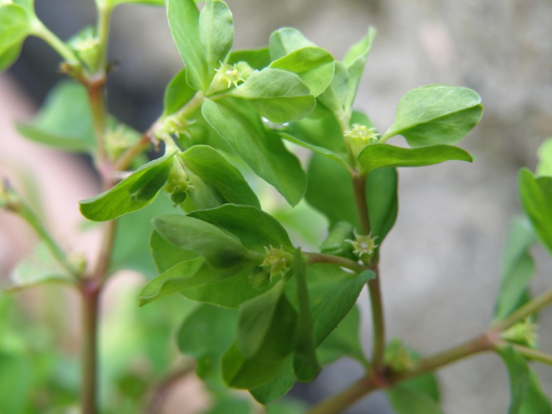 Euphorbia peplus