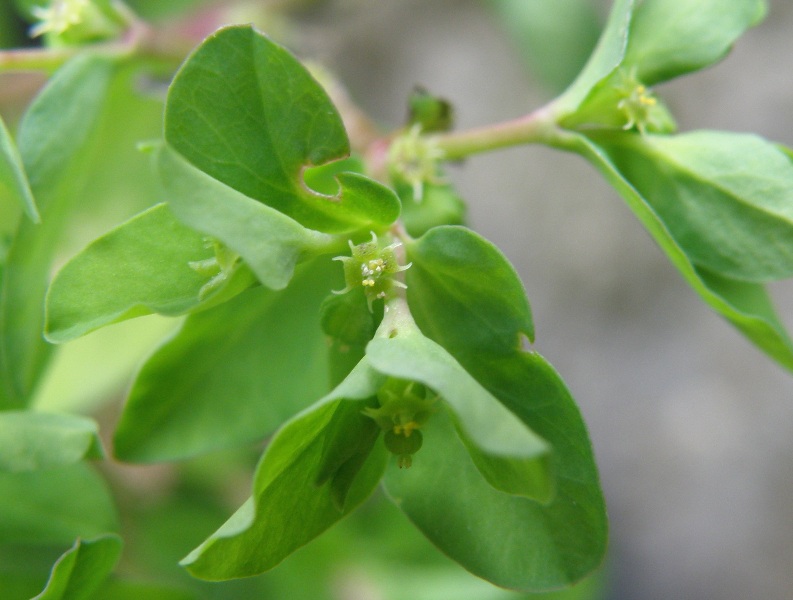 Euphorbia peplus