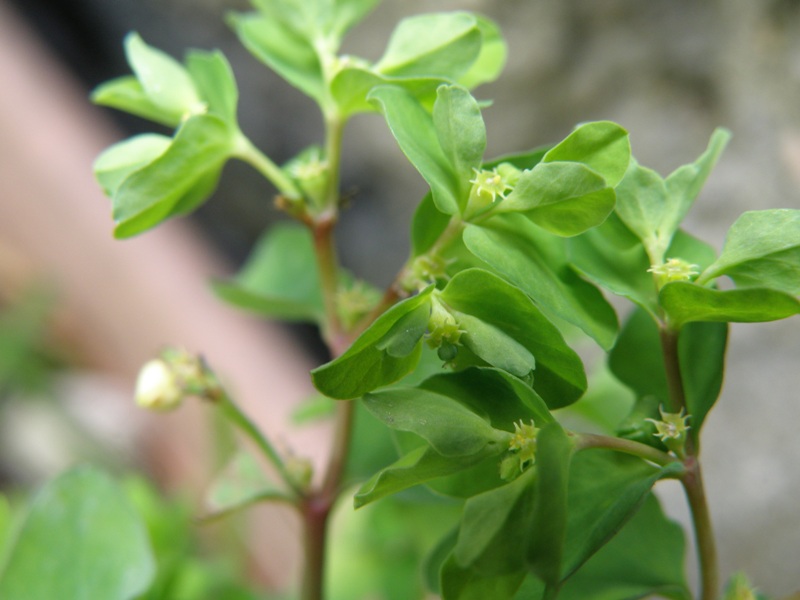 Euphorbia peplus