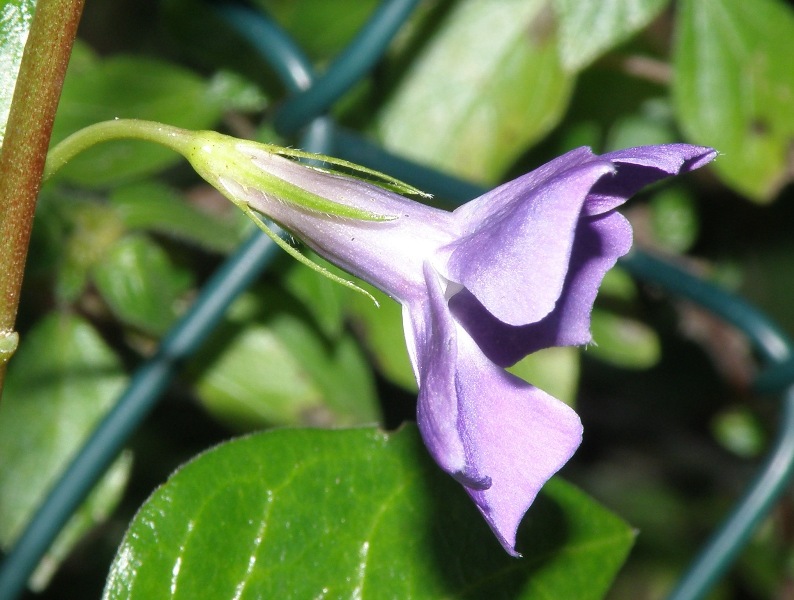 Vinca major