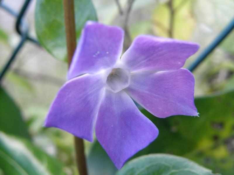 Vinca major