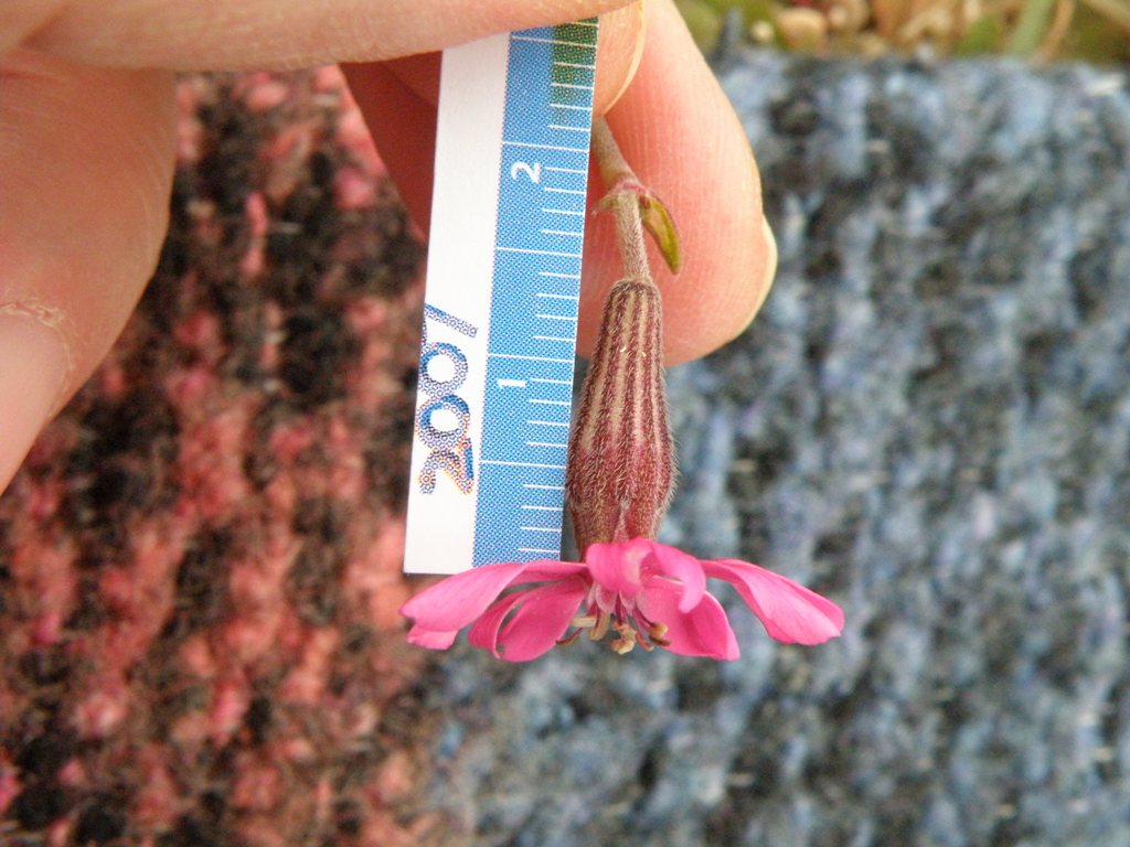 Silene colorata