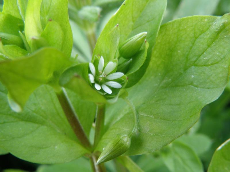 Stellaria media (glabra e pelosa)