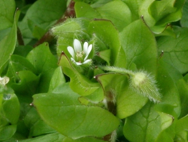 Stellaria media (glabra e pelosa)